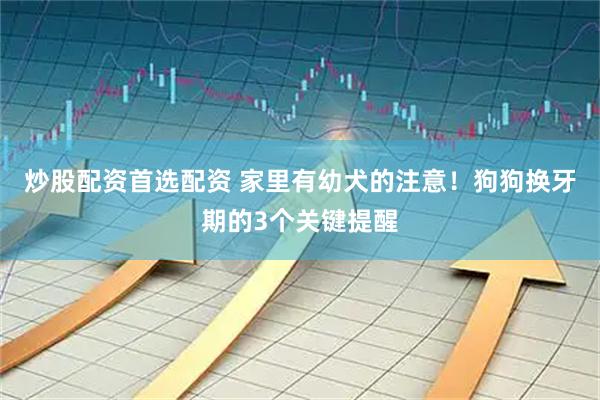 炒股配资首选配资 家里有幼犬的注意！狗狗换牙期的3个关键提醒