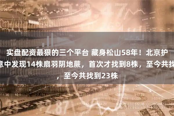 实盘配资最狠的三个平台 藏身松山58年！北京护林员无意中发现14株扇羽阴地蕨，首次才找到8株，至今共找到23株